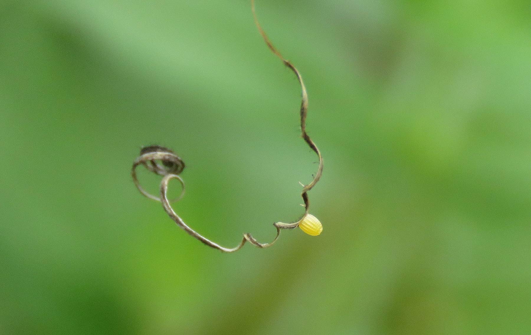 Close-up of a yellowish elongated, ribbed egg laid by the Gulf Fritillary Butterfly on a Passion Vine stem